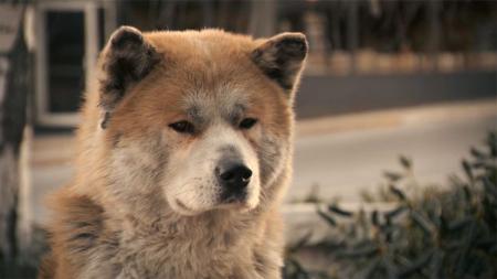 [文]惊悚电影《真事改编》影评 观后感 解说文案