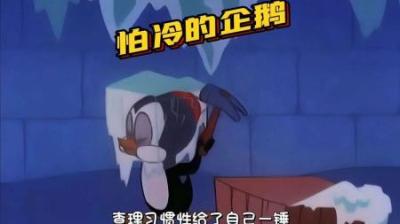 [视]怕冷的企鹅你见过吗？