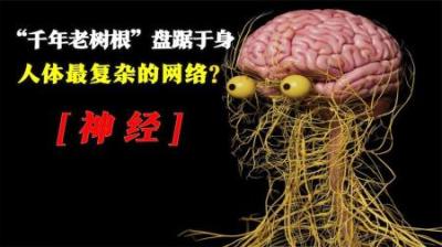 [视]人体最复杂的网络之一—神经系统，犹如“千年老树根”盘踞于身