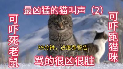 猫叫[附音频]