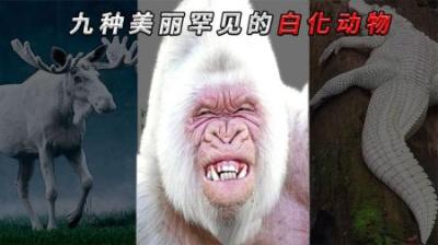 [视]一只价值上亿的白化鳄鱼，你想拥有吗？盘点九大罕见的白化动物