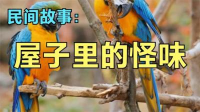 屋子里的怪味[附音频]