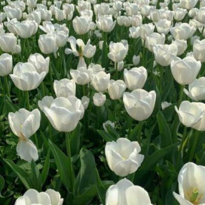 【唯美】给自己生日祝福语短句大全（自己对自己的生日祝福语简短）