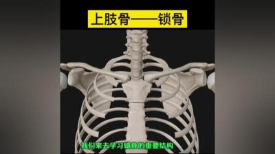 第975集 锁骨 2[附音频]