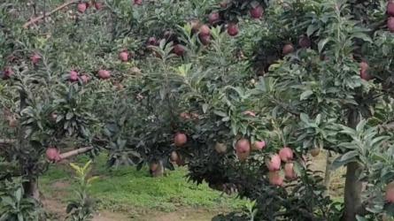 0基础短视频变现训练营，学习创造价值，短视频带你飞-课程-网盘资源分享