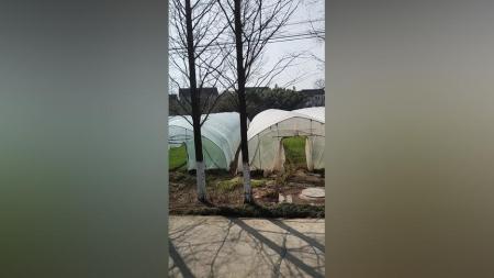 [文]剧情《塑料大棚》电影解说文案