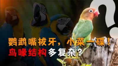 [视]鹦鹉拔牙有多厉害？鸟类的喙竟然还有散热功效？大自然惊呆了我