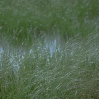 【经典】高级咖色窗帘文案（奶油色窗帘的高级感文案）