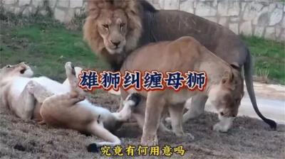 第980集 母跷 2[附音频]