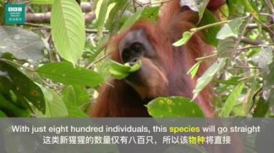 [视]新物种又出现了！时隔90年，科学家又发现了一种新类人猿！