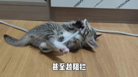 11本养猫攻略电子书+猫咪训练视频-课程-网盘资源分享