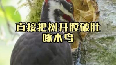 [视]每一只啄木鸟都是害死大树的罪魁祸首