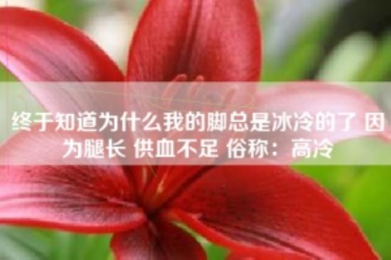 终于知道为什么我的脚总是冰冷的了 因为腿长 供血不足 俗称：高冷