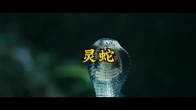 第2093集 灵蛇[附音频]