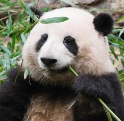 大熊猫为什么被视为中国的国宝?