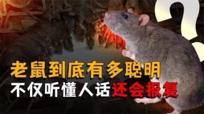 [视]老鼠竟然能听得懂人话？