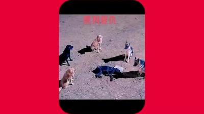 第1567集 狗报仇[附音频]