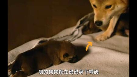 [文]剧情《向日葵与幼犬的7天》电影解说文案