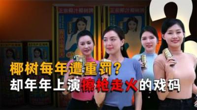 [视]椰树每年遭重罚，却依旧年年上演“擦枪走火”的戏码