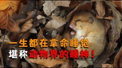[视]睡着睡着就饿死了！一生都在拿命睡觉，堪称动物界的“睡神”