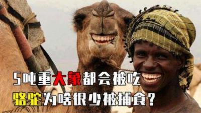 [视]重5吨的大象都能被吃，为何没食肉动物捕食骆驼？它真没天敌？