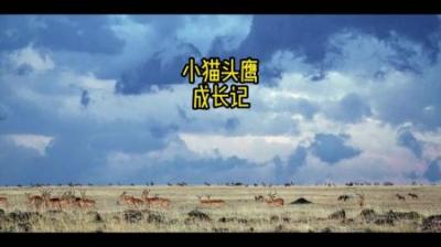 [视]猫头鹰夫妇收留了一个鸟蛋，到最后公鸟才知道自己喜当爹