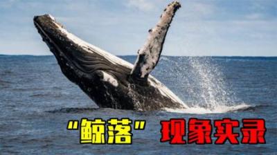 [视]罕见的鲸落现象实录，全球发现不足50例，堪称“最浪漫的死亡”