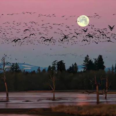 【经典】形容雪压枝头的短文案（赞美大雪压枝头语句）