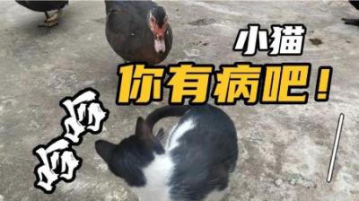 [视]爱吓人的狗老六和一个被吓破胆的老猫的故事#童年经典动画片