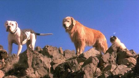 [文]喜剧电影《看狗在说话》解说文案