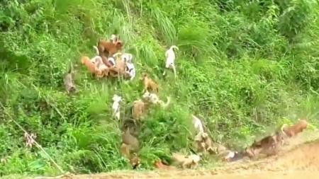 [文]动作《狩猎》电影解说文案 解说素材