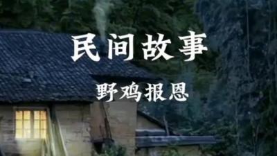 野鸡报恩[附音频]