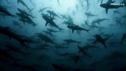 《动物世界》赵忠祥版本108集，儿时的回忆-课程-网盘资源分享