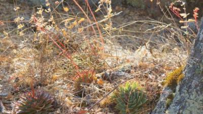 第1973集 夜游症+多肉植物[附音频]