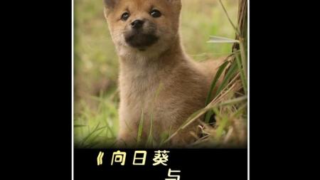 [文]剧情《向日葵与幼犬的7天》电影解说文案解说素材