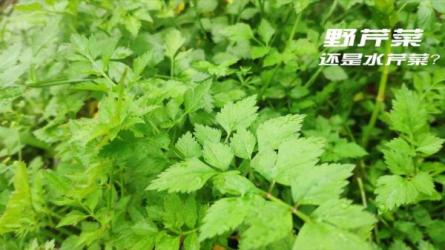 《400种野菜采摘图鉴》辨识野菜PDF-课程-网盘资源分享