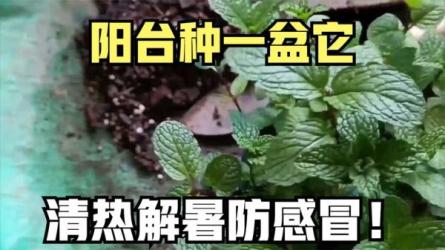 「适合在阳台种植的美味及相关知识」-课程-网盘资源分享