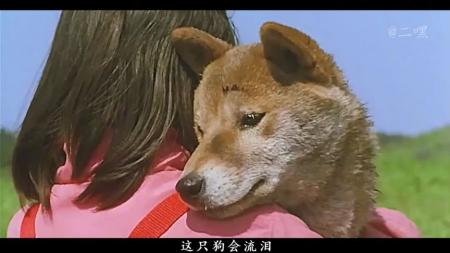 [文]剧情电影《爱犬的奇迹》解说文案