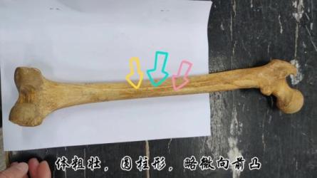 「人体解剖学四件套app」，极度适合学医的兄弟们，不论...-课程-网盘资源分享