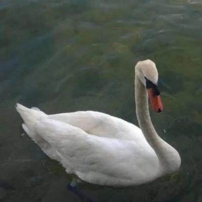 【感悟】小学生感悟自然作文（感悟自然的小学生作文）