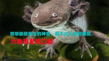 [文]剧情电影《动物学》解说文案