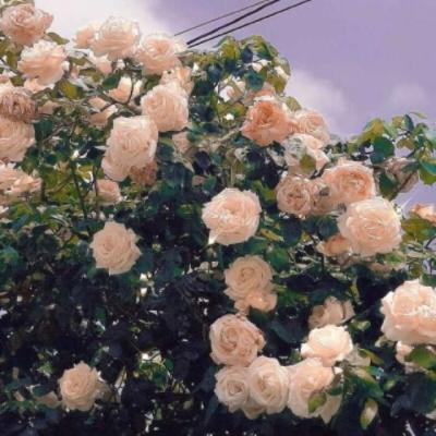 【爱情】爱情是等来不是找来的说说（爱情不是一天就能打动的说说）