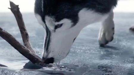 [文]冒险电影《野性的呼唤》解说文案解说素材