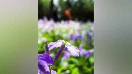 「贾树森手机摄影高手【完结】」-课程-网盘资源分享