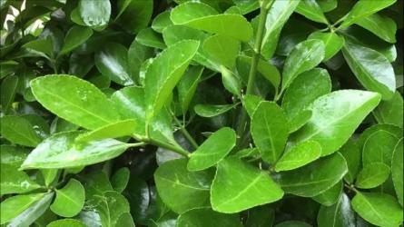 「班主任课程」-课程-网盘资源分享