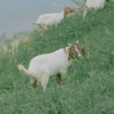 【伤感】如何录伤感文案语音（怎么录制自己的原声文案）