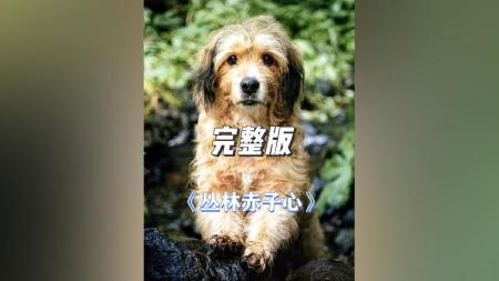 [文]冒险《丛林赤子心》电影解说文案（电影丛林赤子心剧情）