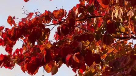 「【网易云课堂-1002844016】秋叶一起学轻松笔记」-课程-网盘资源分享