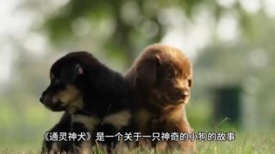 通灵神犬 下[附音频]