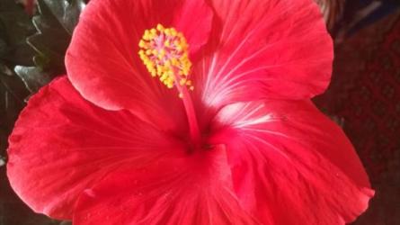 【64本】西门子PLC技术学习|电子书籍30-课程-网盘资源分享